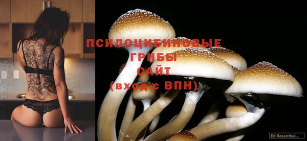 ГАЛЛЮЦИНОГЕННЫЕ ГРИБЫ Белокуриха